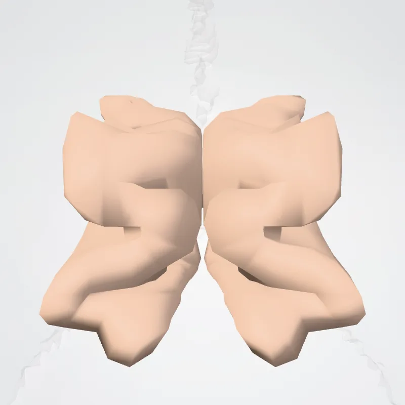 Cingulate gyrus and sulcus (Middle anterior part) hervorgehoben in einem 3D-Modell des menschlichen Körpers