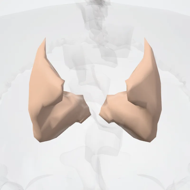 Cingulate sulcus (Marginal part*) hervorgehoben in einem 3D-Modell des menschlichen Körpers