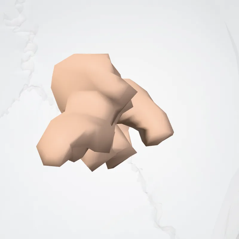 Circular sulcus of insula (Sulcus circularis insulae) highlighted in a 3D model of the human body