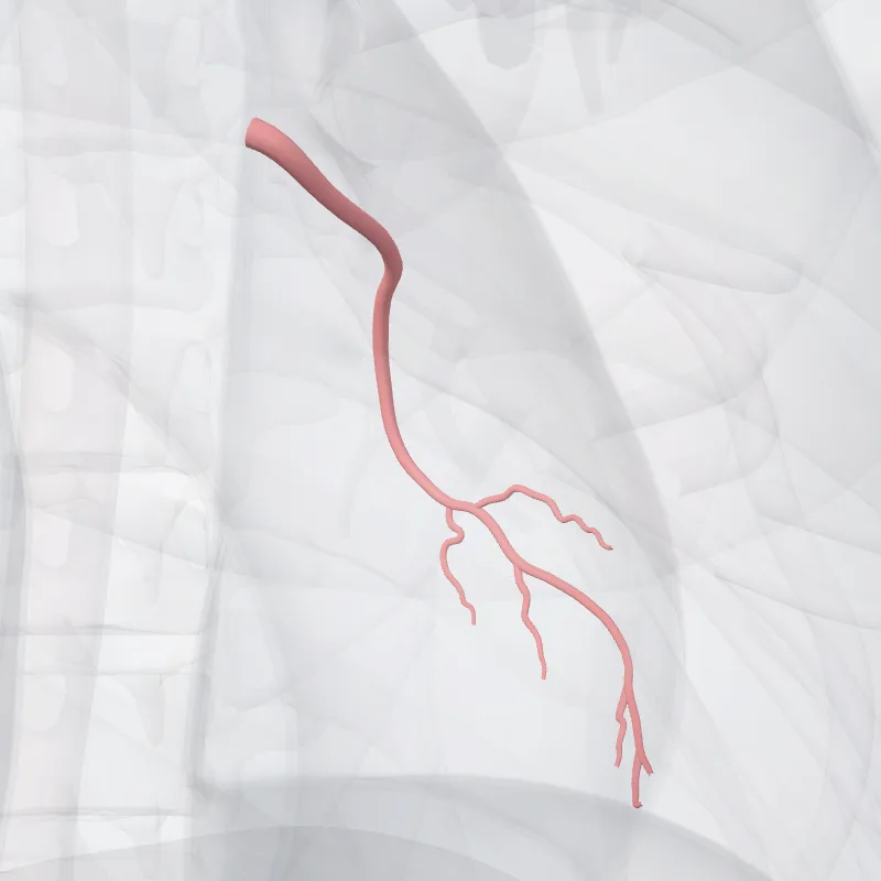 Circumflex artery of heart (Arteria circumflexa cordis) highlighted in a 3D model of the human body