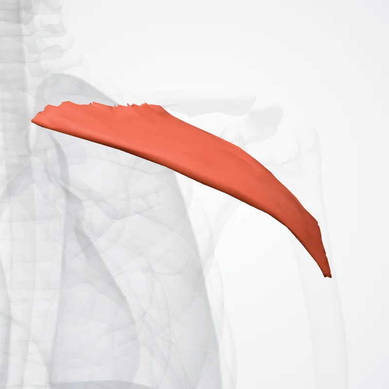 Clavicular head of pectoralis major muscle (Pars clavicularis musculi pectoralis majoris) highlighted in a 3D model of the human body