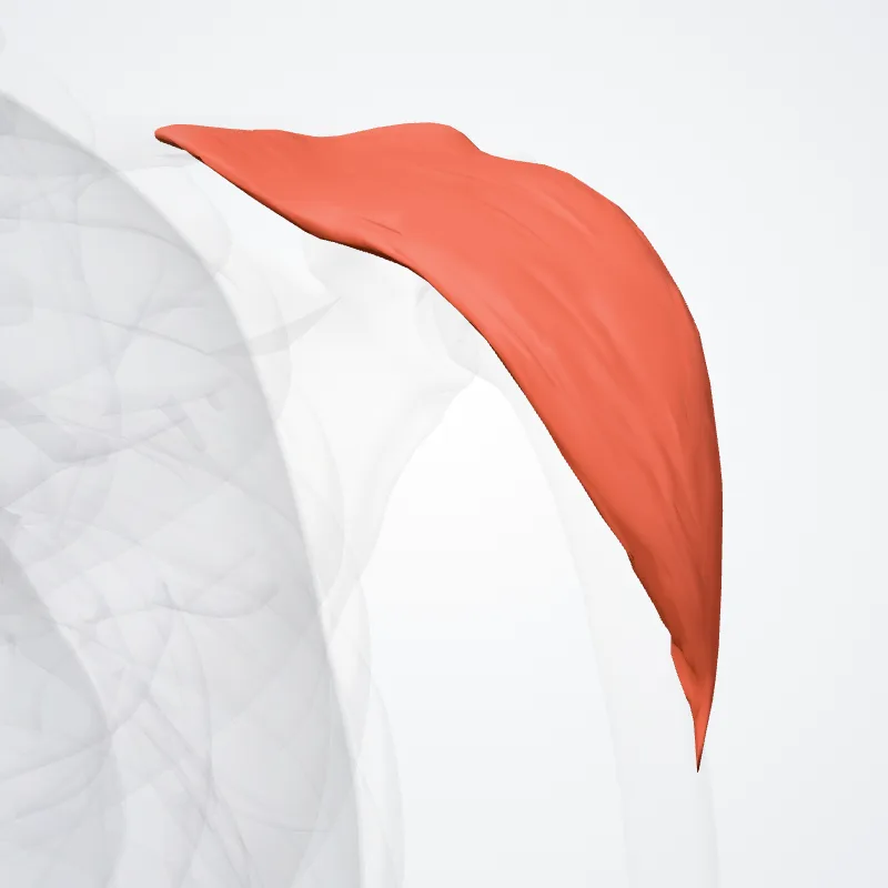 Pars clavicularis musculi deltoidei (Clavicular part of deltoid muscle) hervorgehoben in einem 3D-Modell des menschlichen Körpers