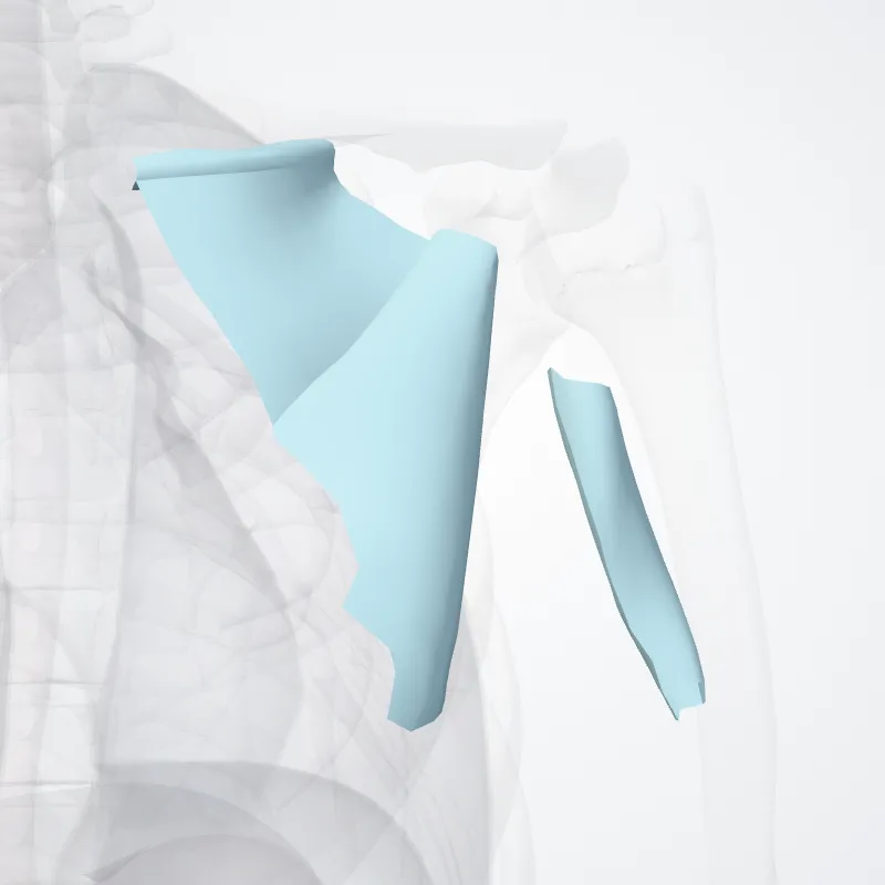 Clavipectoral fascia (Fascia clavipectoralis) highlighted in a 3D model of the human body