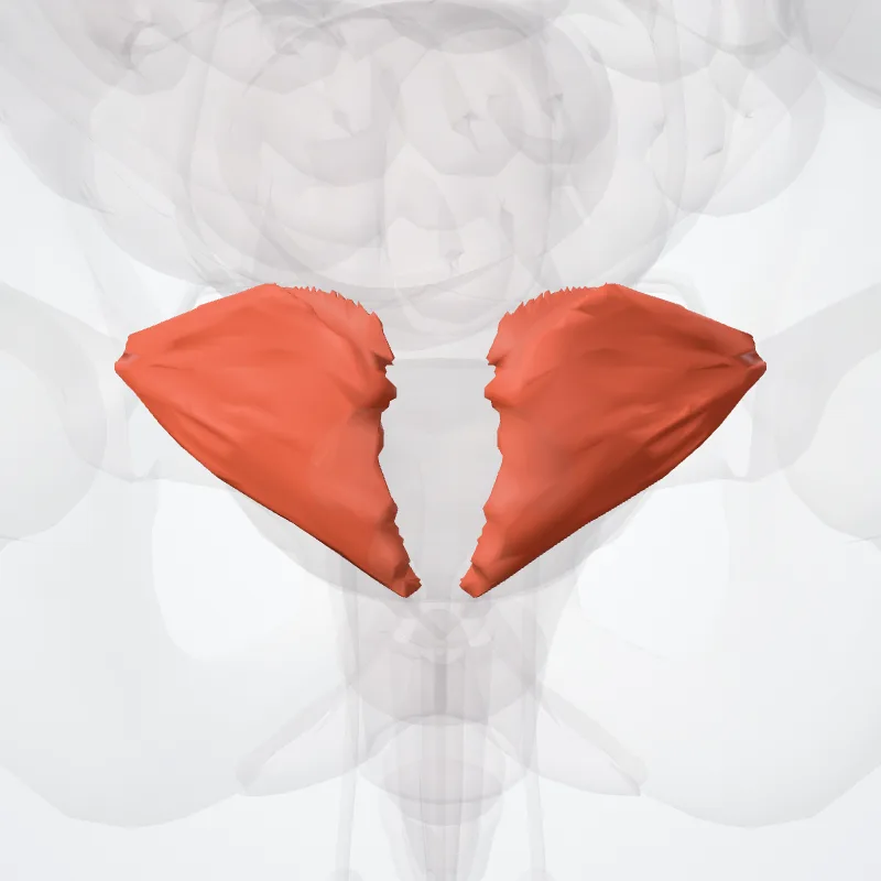 Coccygeus muscle (Musculus coccygeus) highlighted in a 3D model of the human body