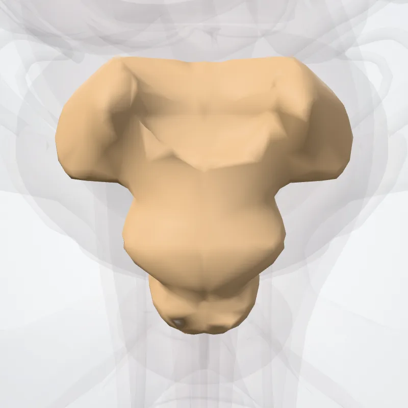 Os coccygis (Coccyx) hervorgehoben in einem 3D-Modell des menschlichen Körpers