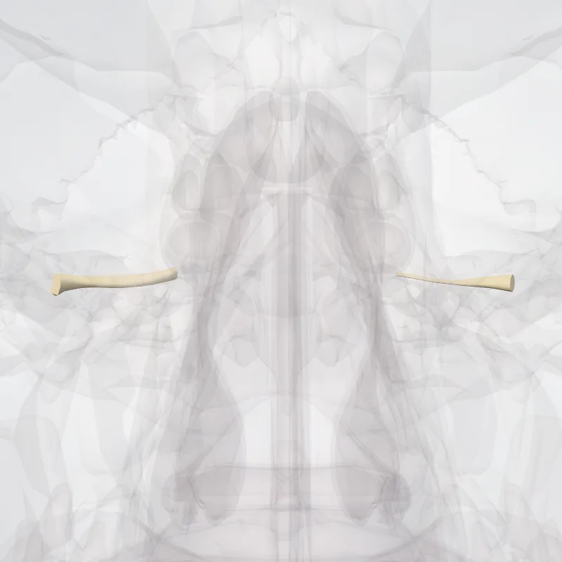 Nervus cochlearis (Cochlear nerve) hervorgehoben in einem 3D-Modell des menschlichen Körpers