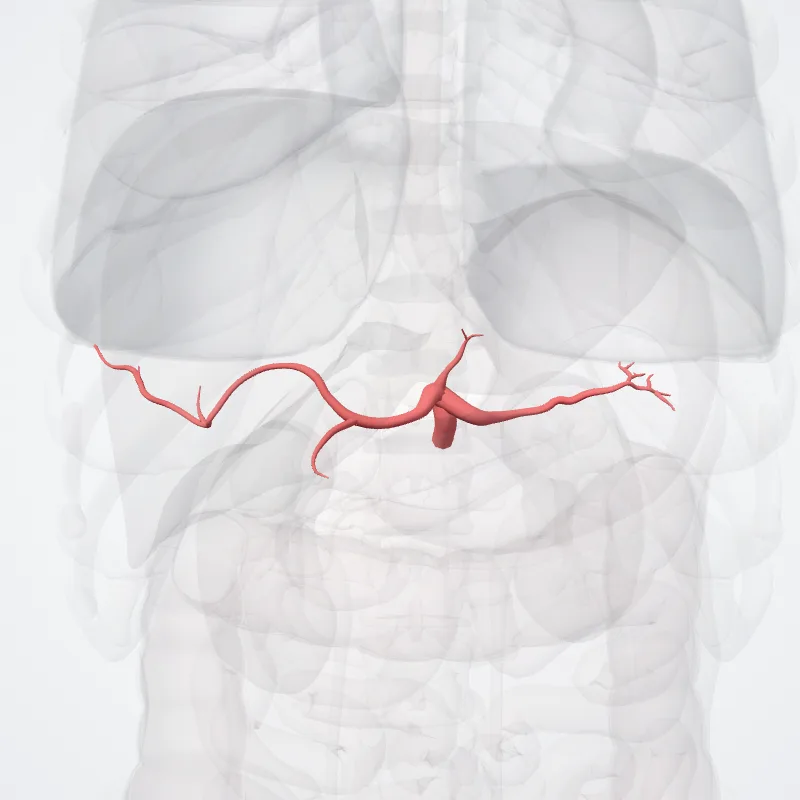 Coeliac trunk (Truncus coeiiacus) highlighted in a 3D model of the human body