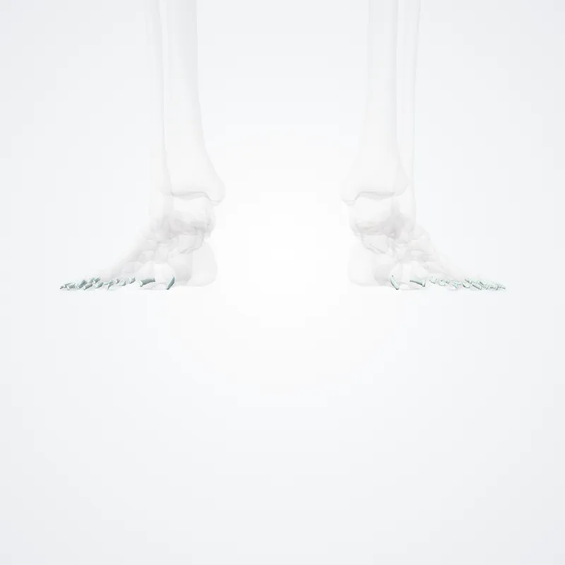 Ligamenta interphalangea collateralia pedis (Collateral interphalangeal ligaments of foot) hervorgehoben in einem 3D-Modell des menschlichen Körpers