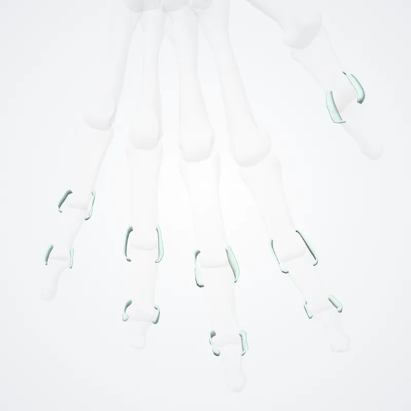 Ligamenta interphalangea collateralia manus (Collateral interphalangeal ligaments of hand) hervorgehoben in einem 3D-Modell des menschlichen Körpers