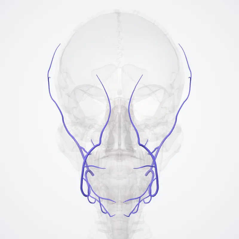 Vena facialis communis (Common facial vein) hervorgehoben in einem 3D-Modell des menschlichen Körpers