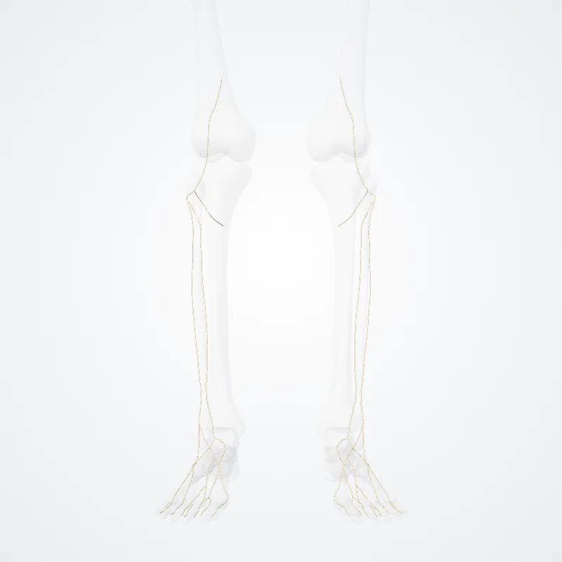 Nervus fibularis communis (Common fibular nerve) hervorgehoben in einem 3D-Modell des menschlichen Körpers