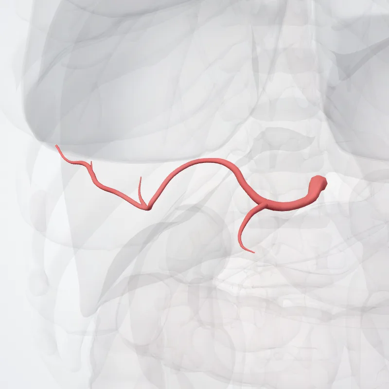 Common hepatic artery (Arteria hepatica communis) highlighted in a 3D model of the human body
