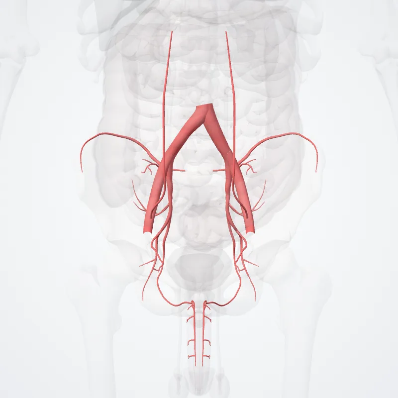 Arteria iliaca communis (Common iliac artery) hervorgehoben in einem 3D-Modell des menschlichen Körpers