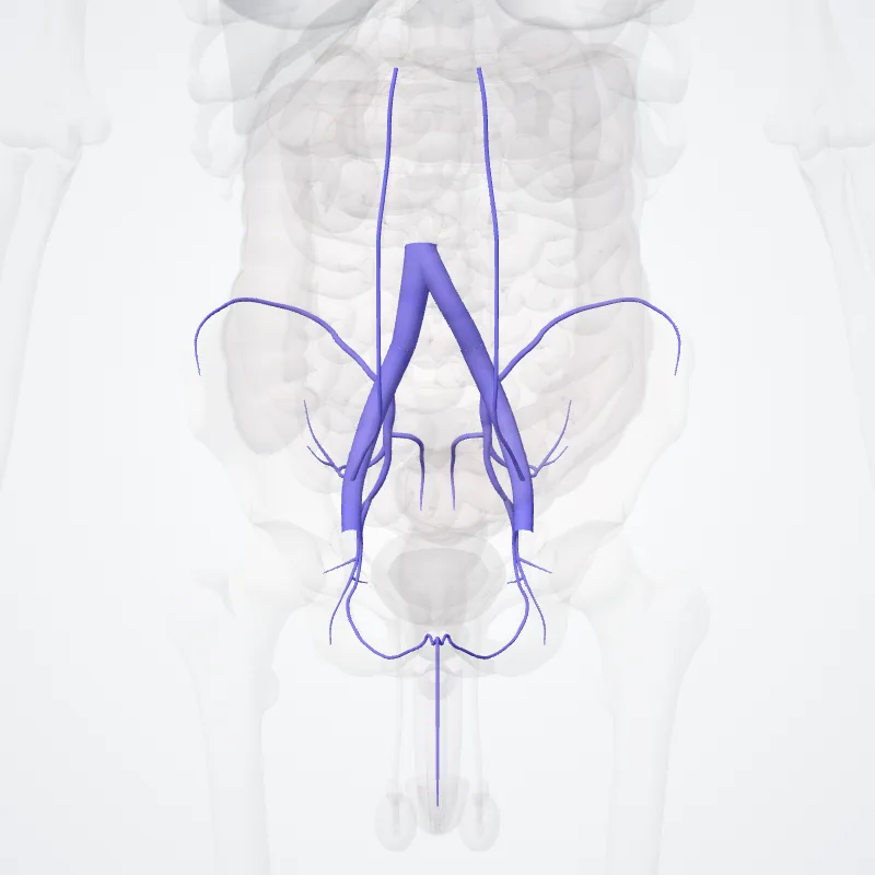 Vena iliaca communis (Common iliac vein) hervorgehoben in einem 3D-Modell des menschlichen Körpers