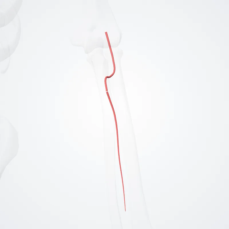 Common interosseous artery (Arteria interossea communis) highlighted in a 3D model of the human body