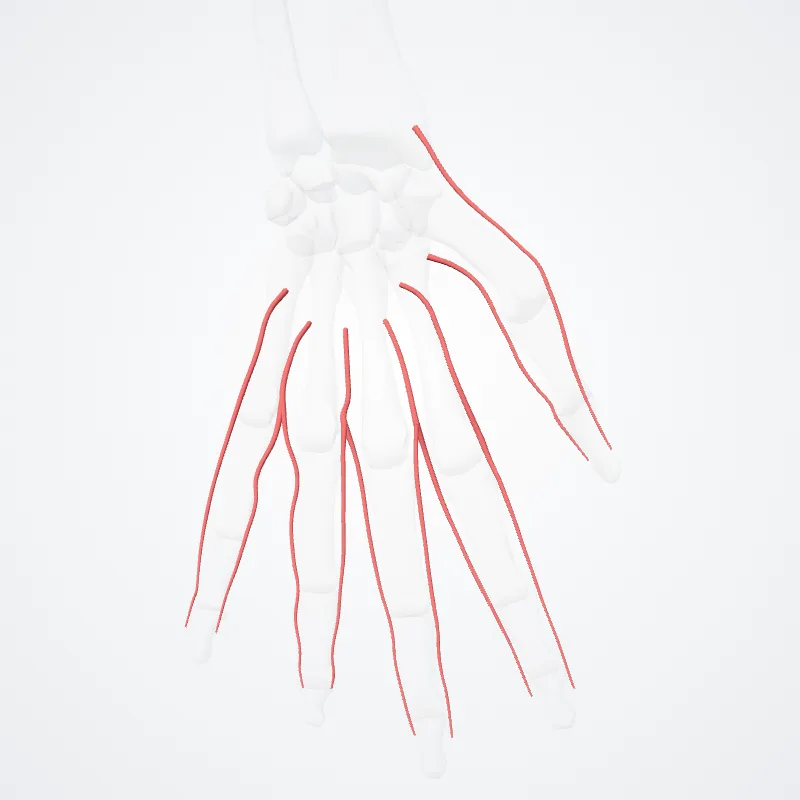 Arteriae digitales palmares communes (Common palmar digital arteries) hervorgehoben in einem 3D-Modell des menschlichen Körpers