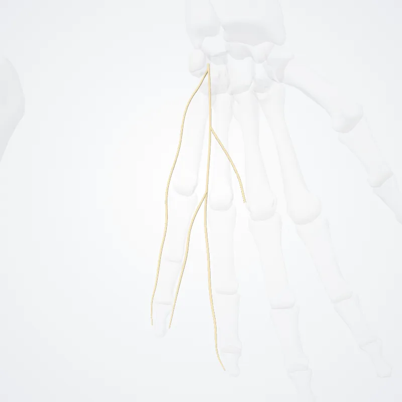 Rami digitales palmares communes nervi ulnaris (Common palmar digital branches of ulnar nerve) hervorgehoben in einem 3D-Modell des menschlichen Körpers