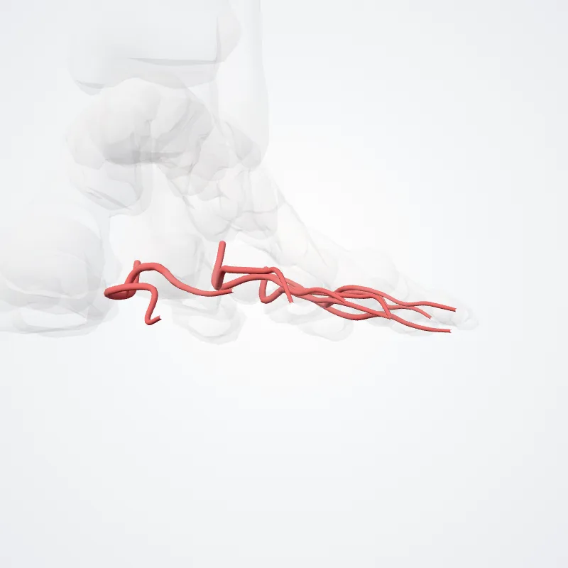 Arteriae digitales plantares communes (Common plantar digital arteries) hervorgehoben in einem 3D-Modell des menschlichen Körpers