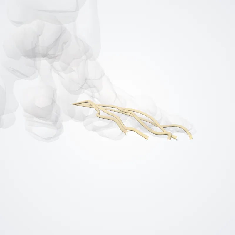 Rami digitales plantares communes nervi plantaris lateralis (Common plantar digital branches of lateral plantar nerve) hervorgehoben in einem 3D-Modell des menschlichen Körpers