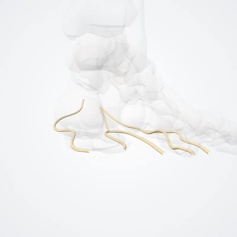 Rami digitales plantares communes nervi plantaris medialis (Common plantar digital branches of medial plantar nerve) hervorgehoben in einem 3D-Modell des menschlichen Körpers