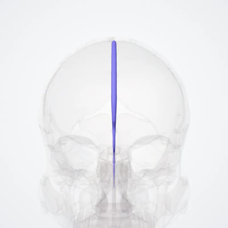 Confluens sinuum (Confluence of sinuses) hervorgehoben in einem 3D-Modell des menschlichen Körpers
