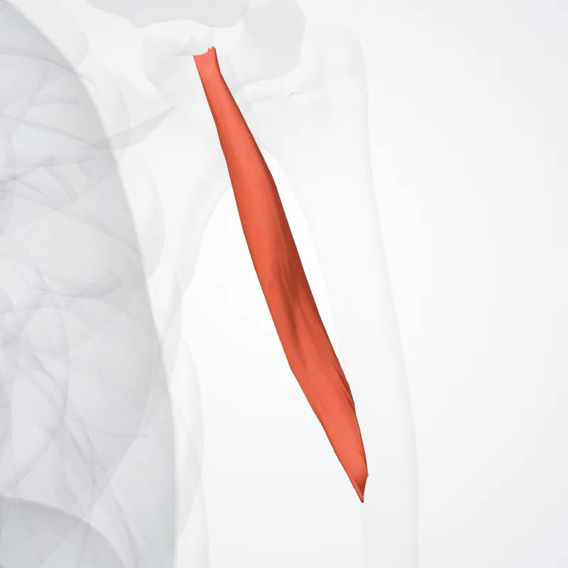 Musculus coracobrachialis (Coracobrachialis muscle) hervorgehoben in einem 3D-Modell des menschlichen Körpers