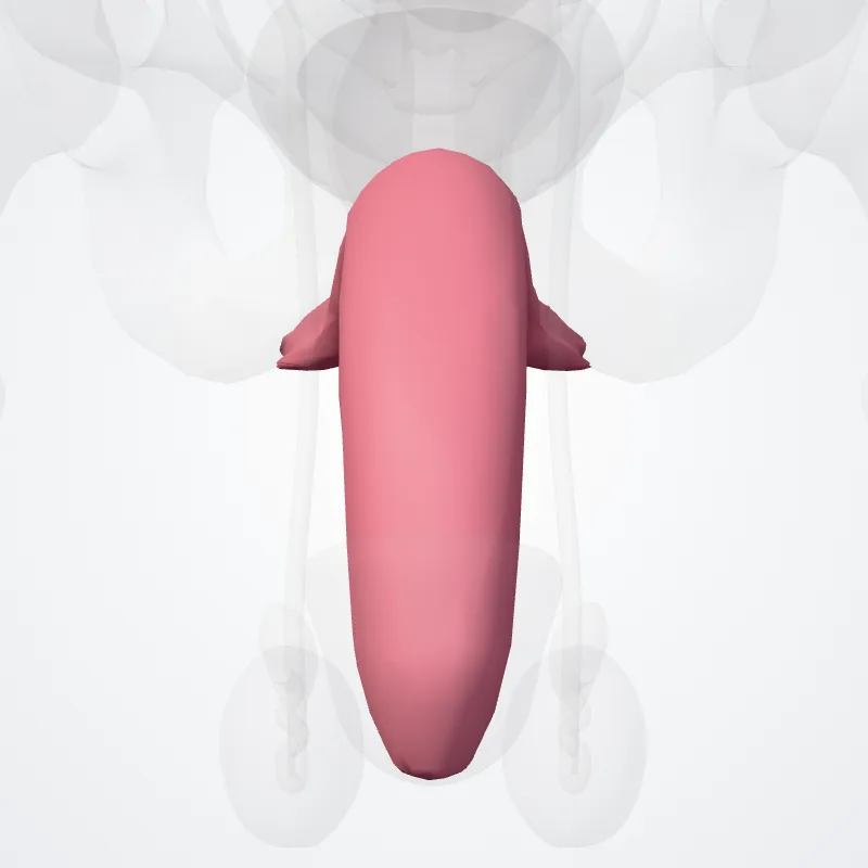 Corpus cavernosum of penis (Corpus cavernosum penis) highlighted in a 3D model of the human body