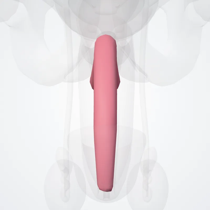 Corpus spongiosum of penis (Corpus spongiosum penis) highlighted in a 3D model of the human body