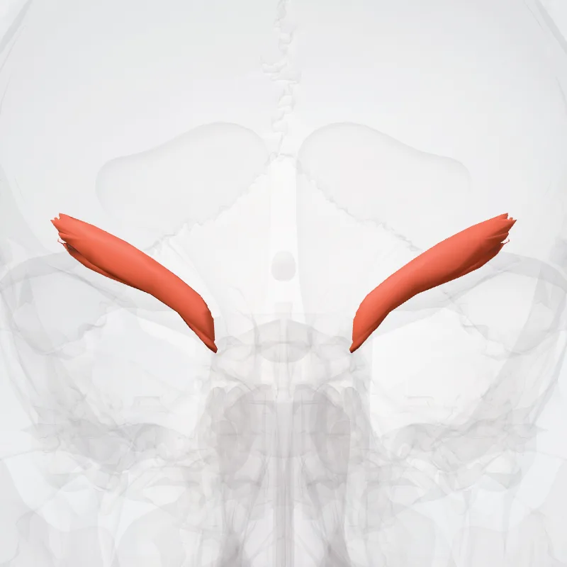 Musculus corrugator supercilii (Corrugator supercilii) hervorgehoben in einem 3D-Modell des menschlichen Körpers