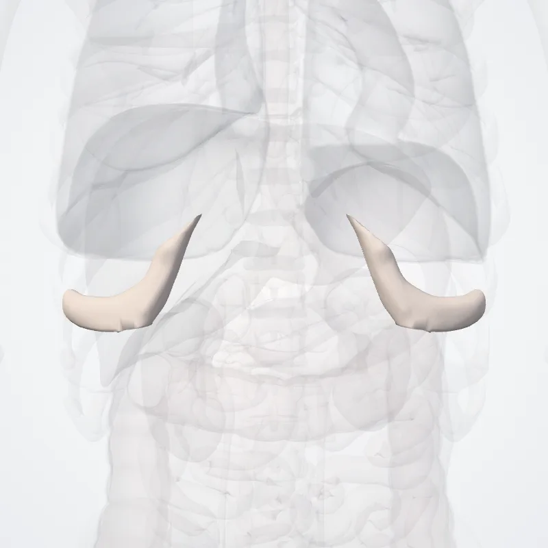 Cartilago costae octavae costae (Costal cartilage of eighth rib) hervorgehoben in einem 3D-Modell des menschlichen Körpers