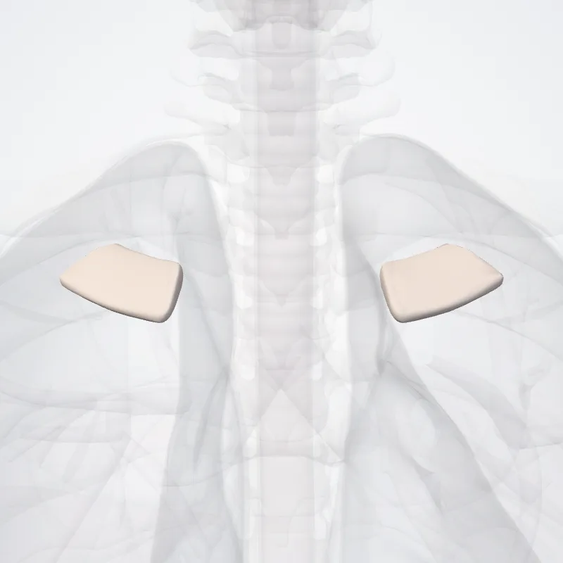 Cartilago costae primae costae (Costal cartilage of first rib) hervorgehoben in einem 3D-Modell des menschlichen Körpers