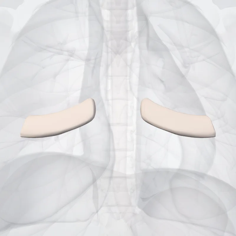 Cartilago costae quarti costae (Costal cartilage of fourth rib) hervorgehoben in einem 3D-Modell des menschlichen Körpers