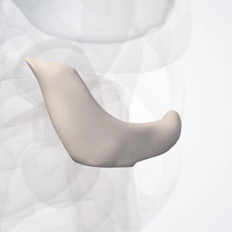Costa cartilago nonae costae (Costal cartilage of ninth rib) hervorgehoben in einem 3D-Modell des menschlichen Körpers