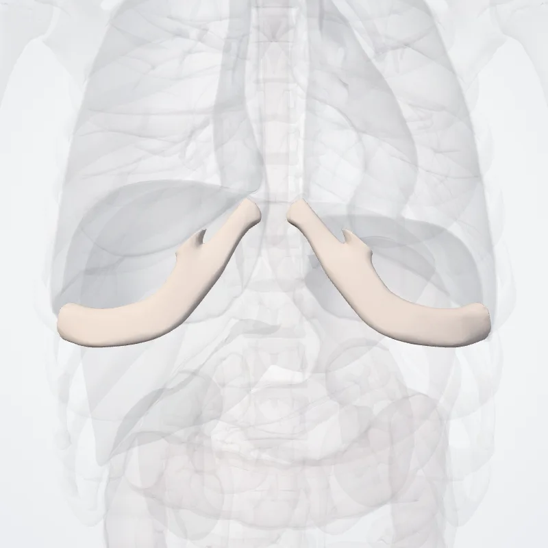 Cartilago costae septimi costae (Costal cartilage of seventh rib) hervorgehoben in einem 3D-Modell des menschlichen Körpers