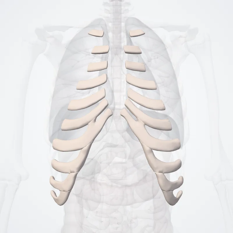 Cartilagines costales (Costal cartilages) hervorgehoben in einem 3D-Modell des menschlichen Körpers