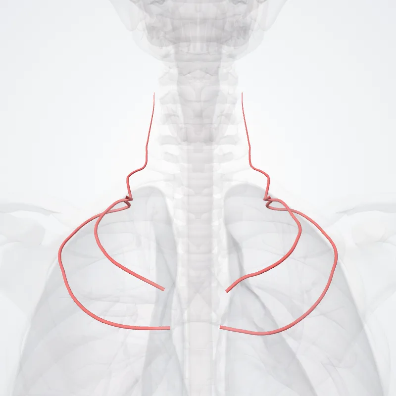 Costocervical trunk (Truncus costocervicalis) highlighted in a 3D model of the human body