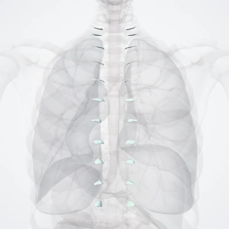 Articulatio costotransversaria (Costotransverse joint) hervorgehoben in einem 3D-Modell des menschlichen Körpers