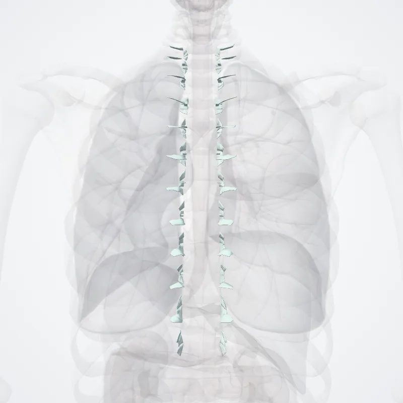 Articulationes costovertebrales (Costovertebral joints) hervorgehoben in einem 3D-Modell des menschlichen Körpers