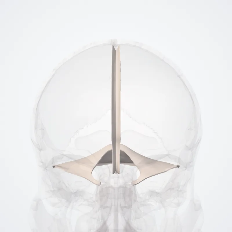 Dura cranialis (Cranial dura) hervorgehoben in einem 3D-Modell des menschlichen Körpers