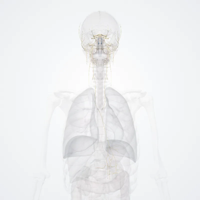 Nervi craniales (Cranial nerves) hervorgehoben in einem 3D-Modell des menschlichen Körpers