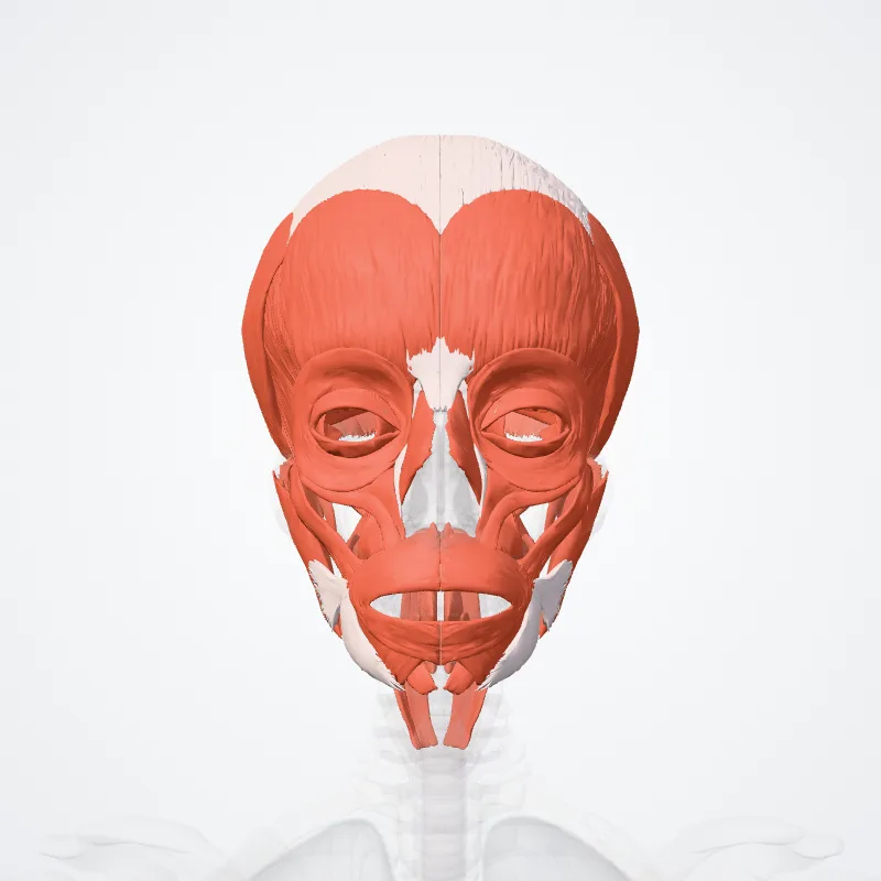 Pars cranialis systematis muscularis (Cranial part of muscular system) hervorgehoben in einem 3D-Modell des menschlichen Körpers
