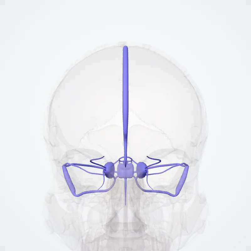 Cranial veins (Venae craniales) highlighted in a 3D model of the human body