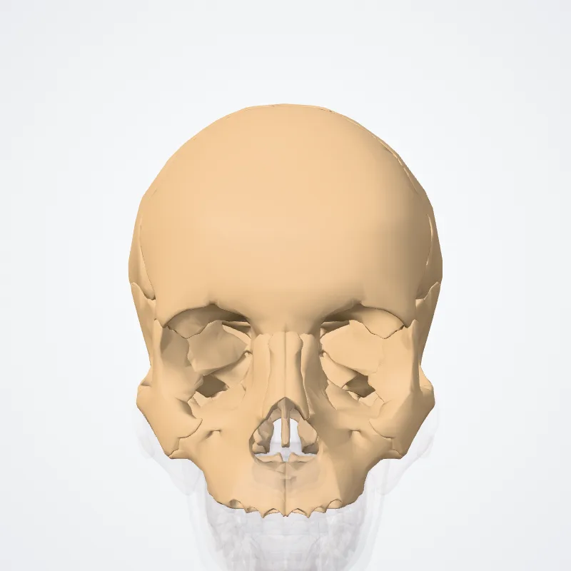 Cranium hervorgehoben in einem 3D-Modell des menschlichen Körpers