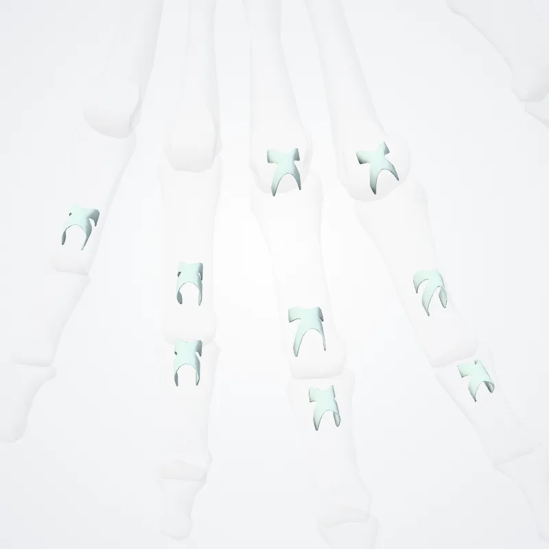 Cruciform part of fibrous sheath of digit of hand hervorgehoben in einem 3D-Modell des menschlichen Körpers
