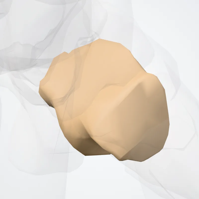 Cuboid bone (Os cuboideum) highlighted in a 3D model of the human body