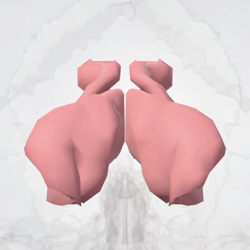Cuneus hervorgehoben in einem 3D-Modell des menschlichen Körpers