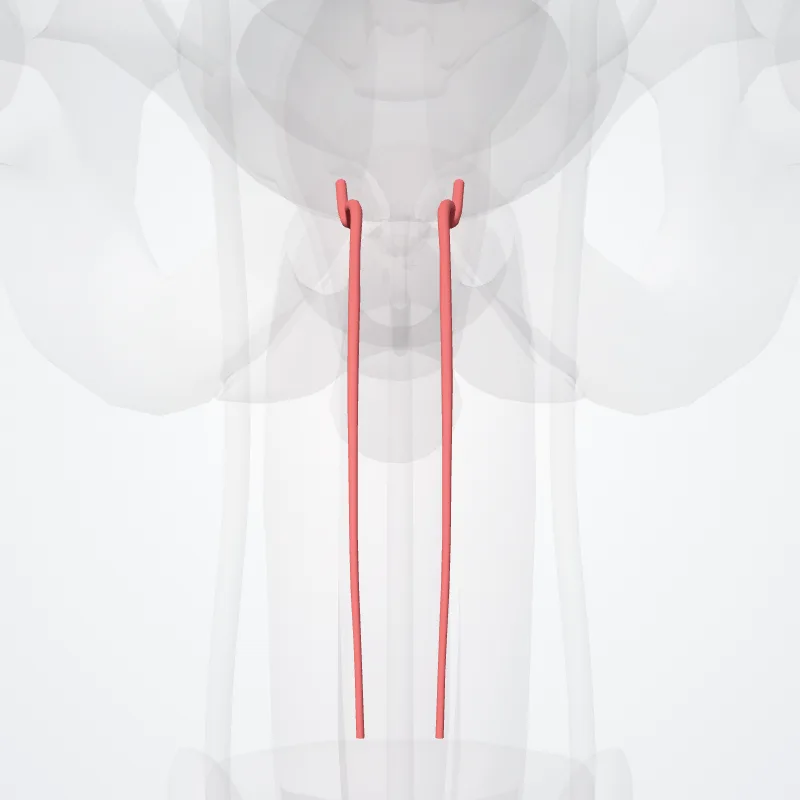 Deep artery of penis (Arteria profunda penis) highlighted in a 3D model of the human body