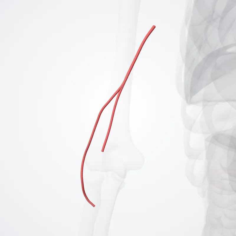 Deep brachial artery (Arteria profunda brachii) highlighted in a 3D model of the human body