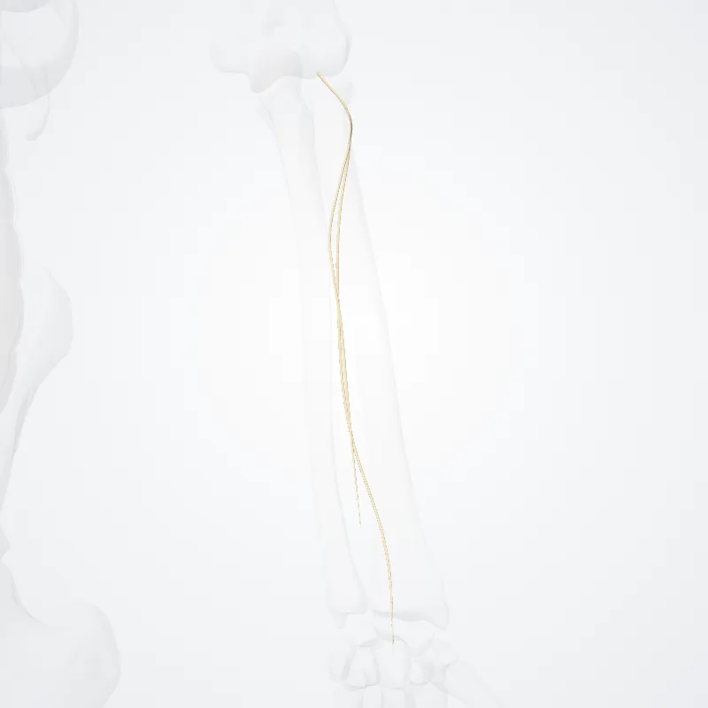 Deep branch of radial nerve (Ramus profundus nervi radialis) highlighted in a 3D model of the human body