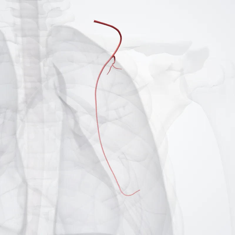 (Deep branch of transverse cervical artery) ((Ramus profundus arteriae transversae colli)) highlighted in a 3D model of the human body